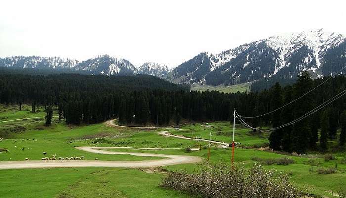 Lush green forests near Yousmarg, Kashmir.