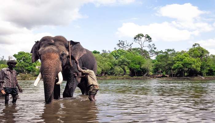 Man bathing a majestic elephant at Dubare Elephant Camp near Chettalli