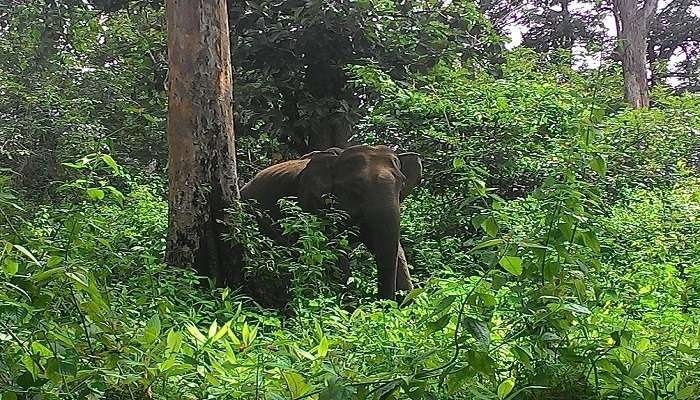 Huge elephants in dense Bamboo Forest