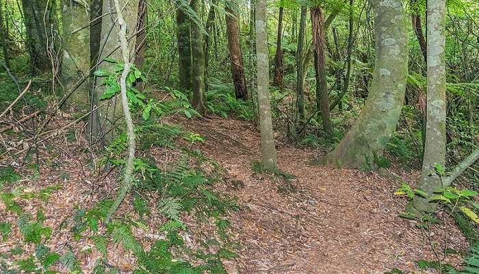 Forest Trail in Adrenalin Forest Bay of Plenty