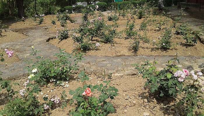 Garden near Sumendu Lake in Mirik.