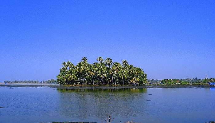 The beautiful Kumbalangi mangroves, the major attraction among tourists 