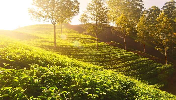 Lush green tea garden positioned.