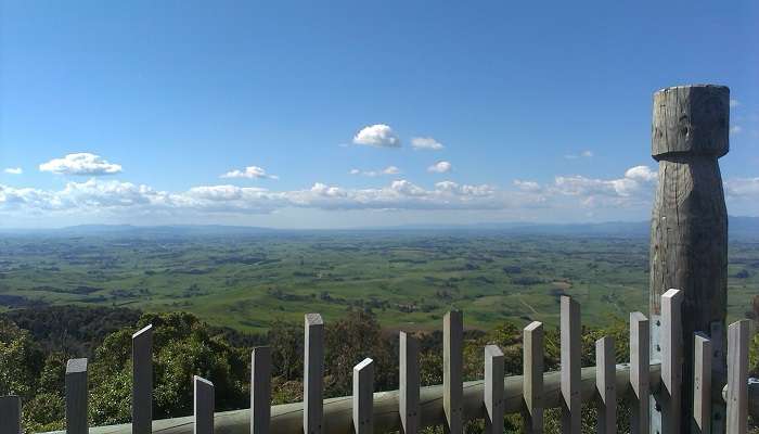 Greenery at the at Te Tapui Reserve, Things to do in Matamata.