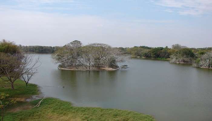 Birds and lush greenery at Karanji Lake in Mysore