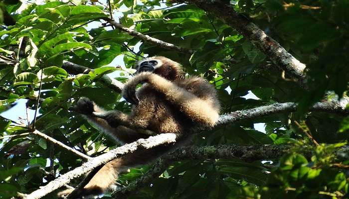 Watch monkey in the Hollongapar Gibbon Sanctuary