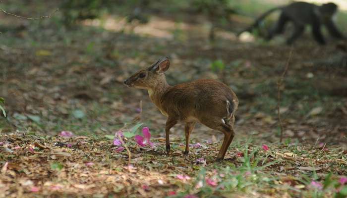 Close-up image of a young female Bushbuck