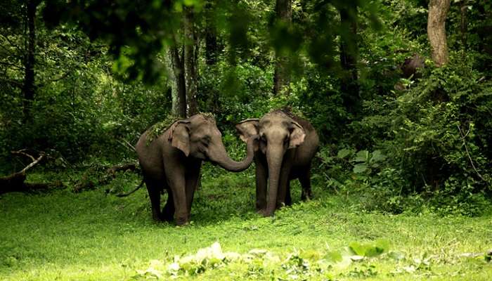 Two elephants playing at Wayanad Wildlife Sanctuary