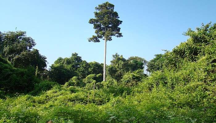 Watch the rich flora at the Hollongapar Gibbon Sanctuary