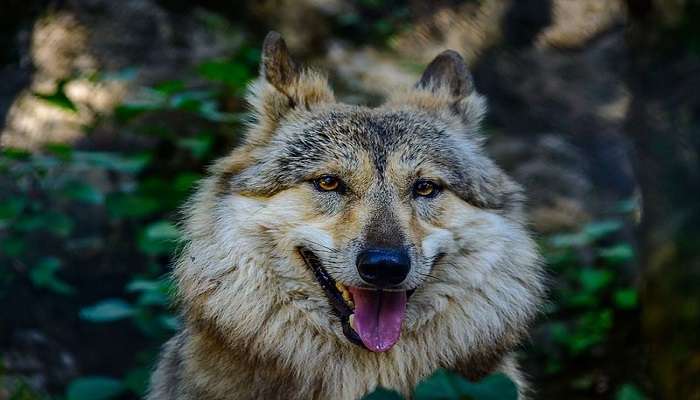 Tibetan wild wolf at G B Pant High Altitude Zoo