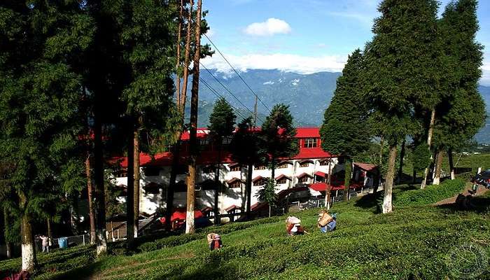 The bright sloping surfaces of Happy Valley Tea Estate Darjeeling.