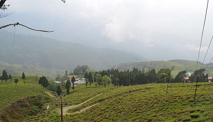 The route to Happy Valley Tea Estate Darjeeling.