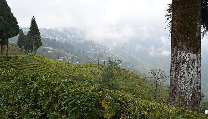 The lush green plantations of Happy Valley Tea Estate in Darjeeling