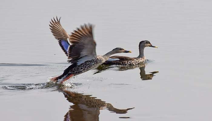 Spot-billed ducks at Harangi Backwaters near Honnamana Kere