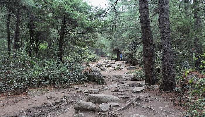 A person hiking in trail amidst wilderness to Zuri Dzong 