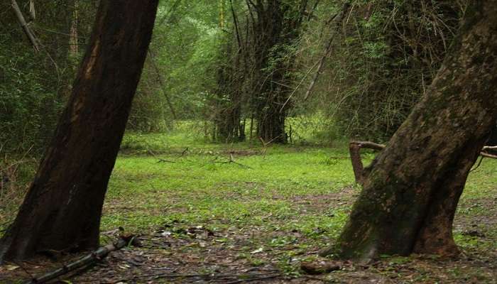 A watchtower at Wayanad Bamboo Forests