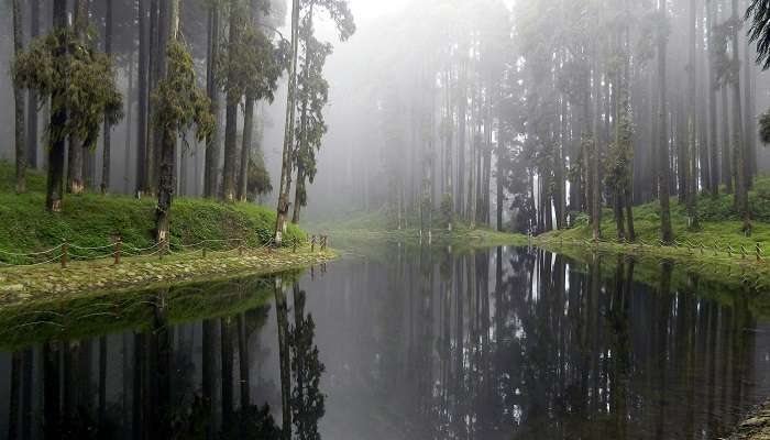 The brilliant and green scenic views of Lamahatta in Darjeeling.