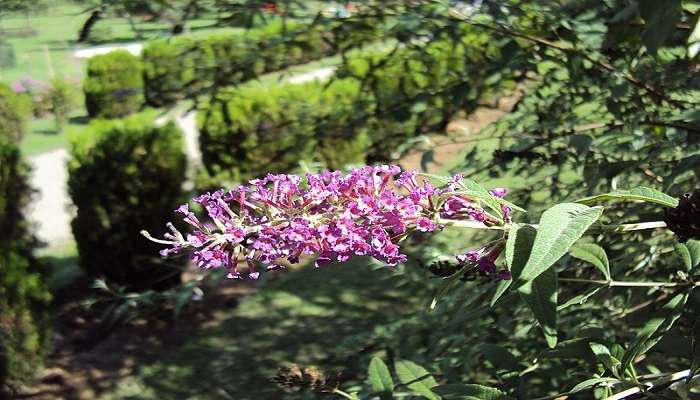 Beautiful flower at Jawaharlal Nehru Memorial Botanical Garden. 