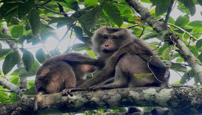 Stump Tailed Macaque 