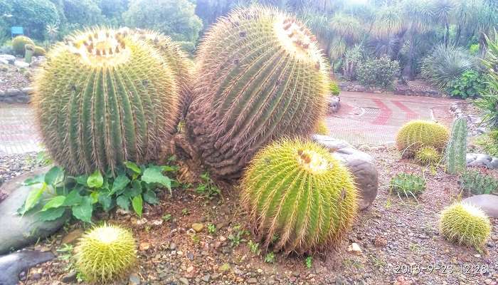 Kalimpong Cactus Nursery, displaying a variety of cacti and exotic plants