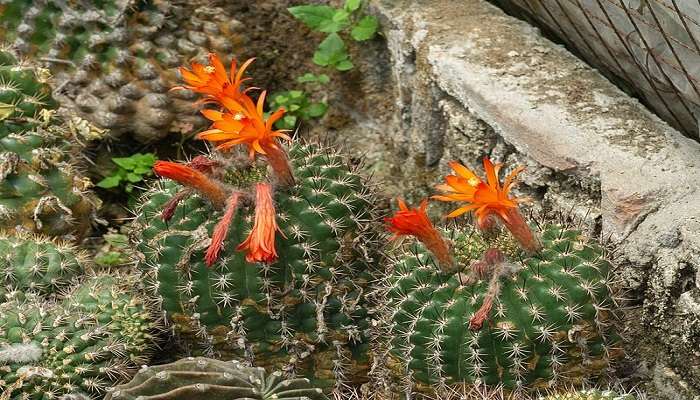 Cactus collection at Pine View Nursery near Durpin Monastery.