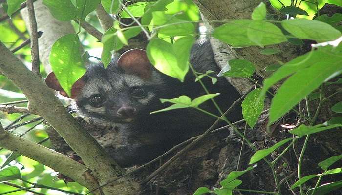 A palm civet staring at you, a wildlife haven awaits in this sanctuary here near Randha falls