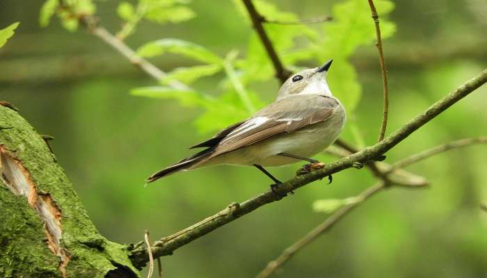 A Bird sitting on a branch