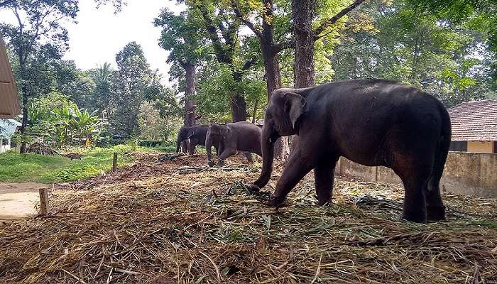 Elephants in the Kodanad Training centre, a must visit place.