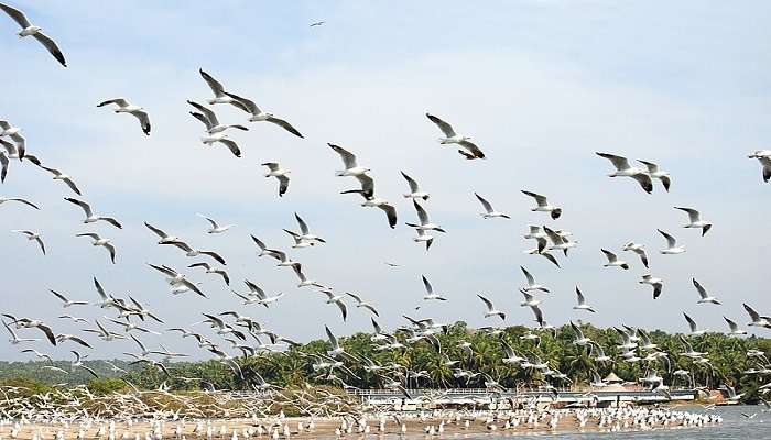 Kumbalangi Bird Sanctuary for nature lovers