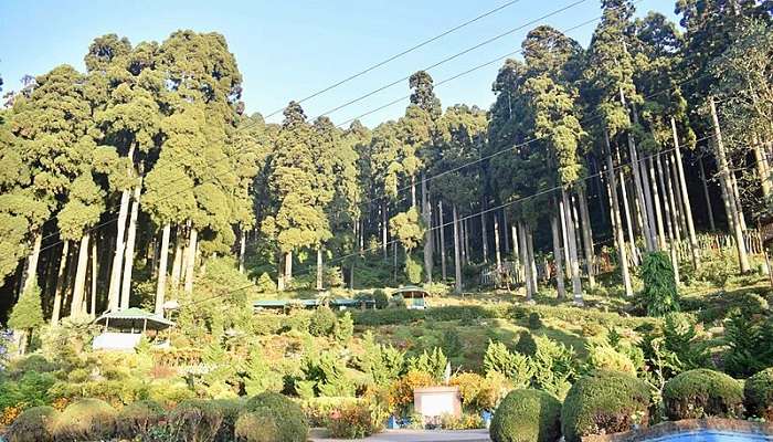 The giant trees and line at the Lamahatta Eco Park in West Bengal.