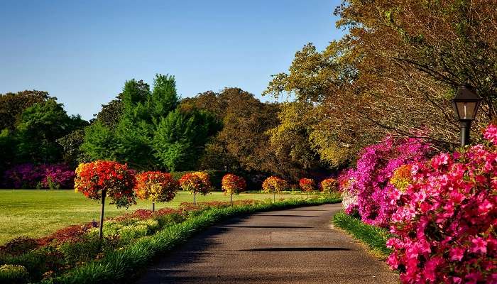 Lotus pathway and Barbatia rock amidst lush green hills at Lloyd Botanical Garden