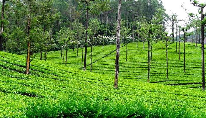 A beautiful picture of the plantations near Kuppanur