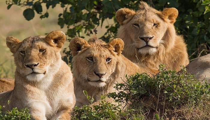 The Maasai Mara National Park is one of the most renowned wildlife reserves in South Africa