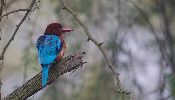 Kingfisher at Maenam Wildlife Sanctuary, located near Hotel Samdruptse Namchi.