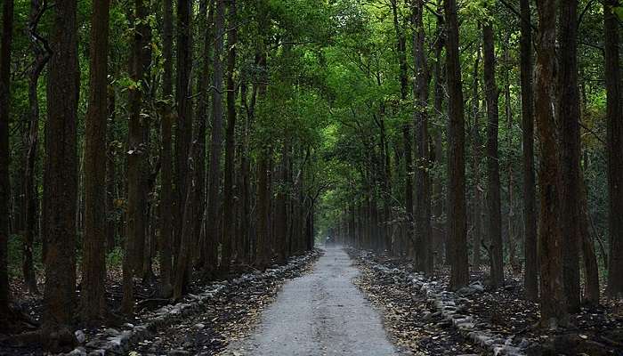 A narrow road passing through the dense Mahananda Wildlife Sanctuary, Muktikhola View Point