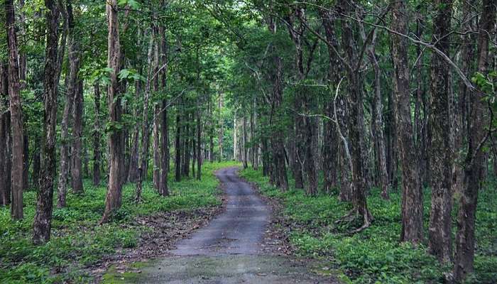 Mahananda Wildlife Sanctuary’s greenery complements.