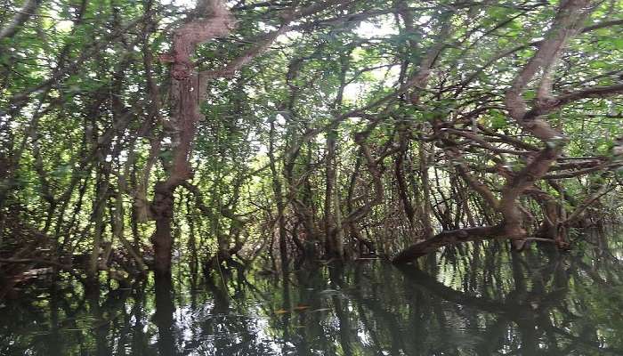 The stunning mangrove forests.