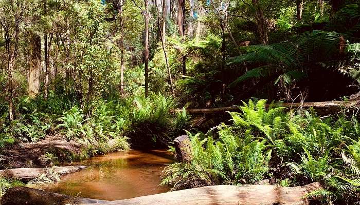 Log Across Creek in the Forest, Australia