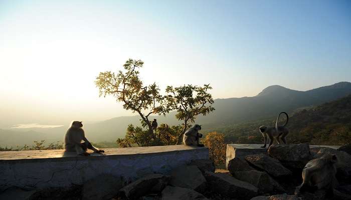  Scene from the top of Guru Shikhar near Toad Rock