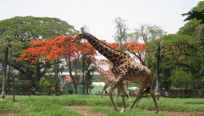 The Giraffes at Mysore Zoo