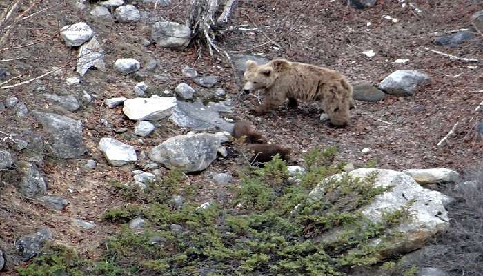 Himalayan Brown Bear at Nainital Zoo.