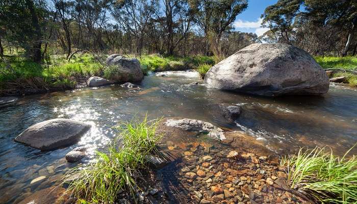 Namadgi National Park one year after fire at Mount Kosciuszko