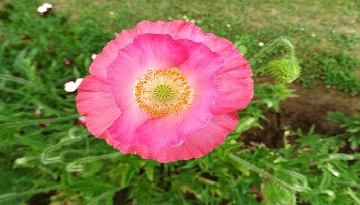 Pink flower at Nishat Bagh, one of the famous botanical gardens in Srinagar. 