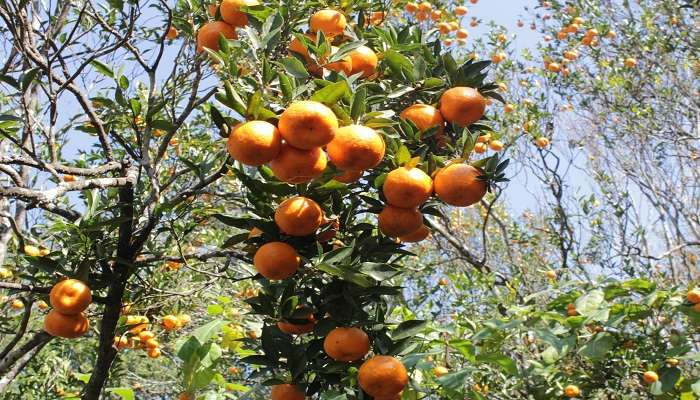 Orange Orchards, a must see place.