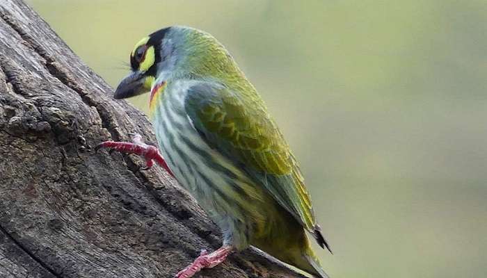 Apart from hiking, trekking and birdwatching, the Jabarkhet Nature Reserve presents a variety of other pursuits for guests