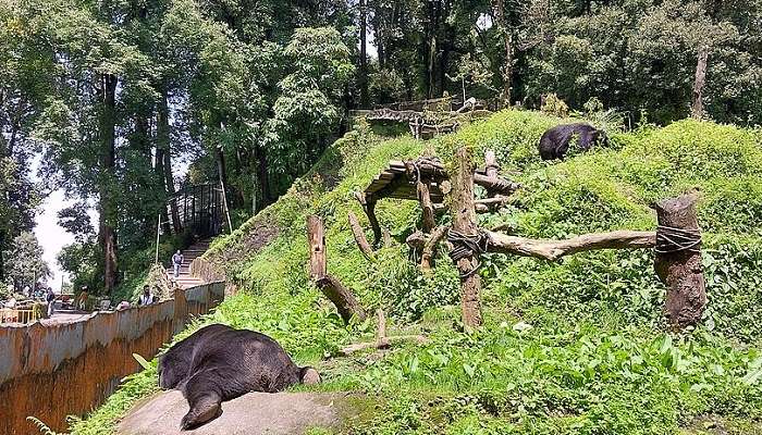 Padmaja Naidu Himalayan Zoological Park near Observatory Hill View Point Darjeeling. 