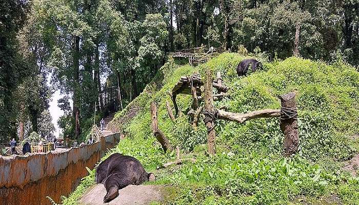 visit the Padmaja Naidu Himalayan Zoological Park.