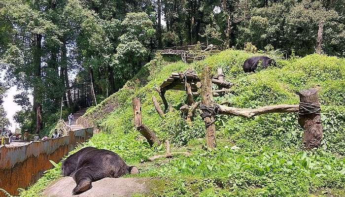 The Padmaja Naidu Himalayan Zoological Park located near Chowrasta Darjeeling.