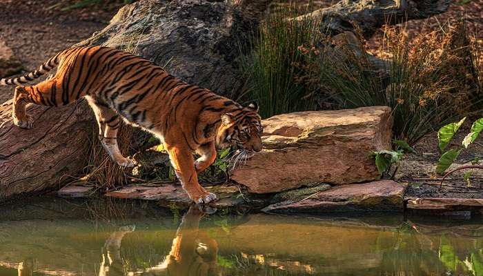 See Royal Bengal Tiger at Pakhui Wildlife Sanctuary, one of the best places To visit In Bhalukpong