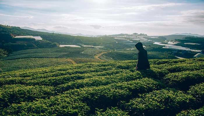 VISIT Peshok Tea Garden.